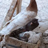 کله زرد،کله سرخ