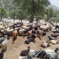 بز غاله معاوضه با ماشین