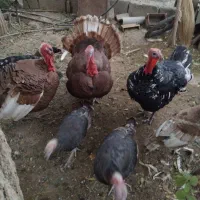 بوقلمون. محلی.وبوربوران.