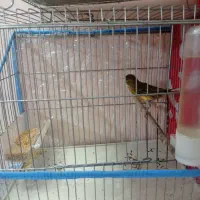 جوجه های امسال همگی نر