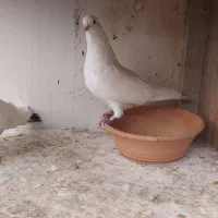 کبوتر ساعت سنگین به همراه کلیه لوازم