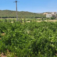 فروش باغ|فروش زمین و ملک کلنگی|مریوان, |دیوار