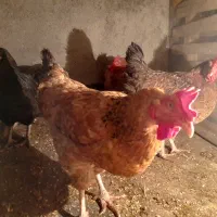 مرغ تخمگذار