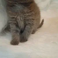 گربه های برتیش و اسکاتیش|گربه|اهواز, کوی نیرو|دیوار