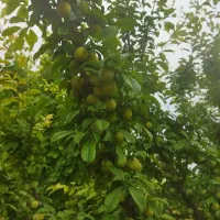 زمین کشاورزی(۹هکتار)|فروش زمین و ملک کلنگی|اسلام‌شهر, کاشانک|دیوار