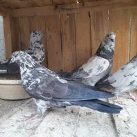 ۱۳ عدد گرفتنی پرشی|پرنده|قم, شهرک مهدیه (مدرس)|دیوار