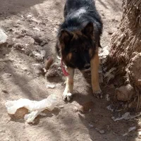 معاوضه|سگ|شیراز, شریف‌آباد|دیوار