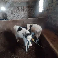 دوتا گوساله دورگه یکی نر یکی ماده چهار ماهه