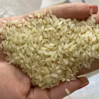 برنج کامفیروزی بشرط پخت و مرجوعی