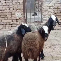 گوسفند ۲وقلـوزا و بره ژن دار|حیوانات مزرعه|مهریز, |دیوار