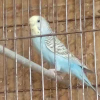 مرغ عشق