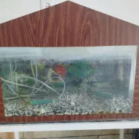 آکواریوم|ماهی|تربتحیدریه, اندیشه|دیوار