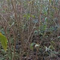 نهال های اناردرجه یک گلدانی کاشت الان ارسال به قم|خدمات باغبانی و درختکاری|قم, کیوانفر|دیوار