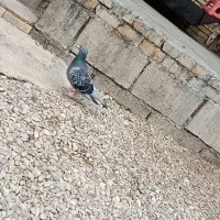 کبوتر|پرنده|دزفول, |دیوار