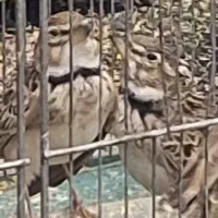 سهره طغری ۴۵۰ هزارتومان