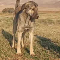 سگ پژدر|سگ|خنجین, |دیوار