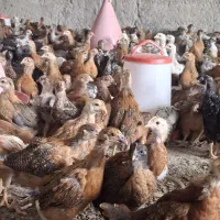فروش جوجه تخم گذار مرغ و خروس