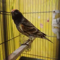 سهره گلبسر نر زیبا