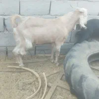 دو عدد نری|حیوانات مزرعه|ریگان, |دیوار