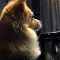 پامر روباهی پامرین