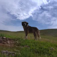 سرابی گعله ای