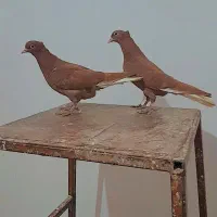 کفتر دم سفید