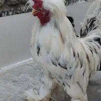 مرغ و خروس سلطان|حیوانات مزرعه|شیراز, دودمان|دیوار