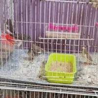 فنچ|پرنده|تربت جام, معدآباد|دیوار