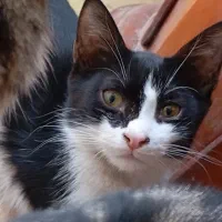 واگذاری رایگان  ۳ تا بچه گربه ۴ ماهه