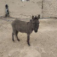 فروش کره خر نر