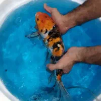 ماهی سانکه زاپنی|ماهی|رباطکریم, مسکن مهر آبشناسان|دیوار