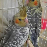 ۲ عدد عروس هلندی نر و ماده