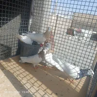 تعدادی کبوتر همه فروشی طوقی و صرب