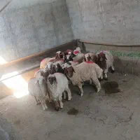 گوسفند زنده محمدشهر ماهدشت