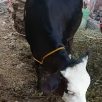 گوساله۱۳۵ملیون