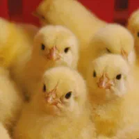 جوجه گوشتی درجه یک