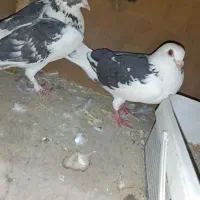 یک جفت پلنگی