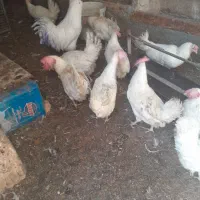 مرغ تخمگزار