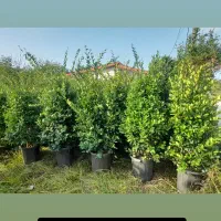 یاس هلندی همه سایز