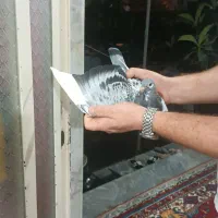 مگسی شاپرسفید