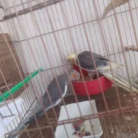 عروس|پرنده|چهاربرج, |دیوار