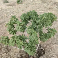 ملک انجیر منطقه خیر مبارک آباد|فروش دفتر صنعتی، کشاورزی، تجاری|رونیز, |دیوار