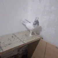 کفتر نر کلدم بور. تیر ماهی|پرنده|قم, آزادگان|دیوار