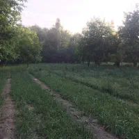 زمین زراعتی دارای آب بصورت 24 ساعته جوراج