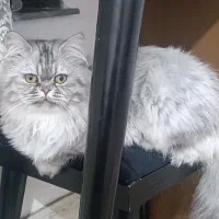 گربه نژاد پرشین