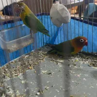 جفت مولد|پرنده|اهواز, بهارستان|دیوار