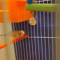 فنچ نر تپل ۳ماهه خونگی سالم بشرط