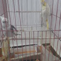 عروس هلندی با جوجه|پرنده|باوی, |دیوار