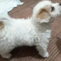 سگ جیبی کرلس خیلی باهوش و بازیگوشه|سگ|اسلامشهر, شهرک توحید|دیوار