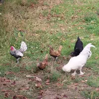 مرغ های اصل وزینتی|حیوانات مزرعه|مشگین شهر, |دیوار